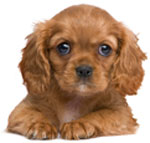 Small brown fluffy dog